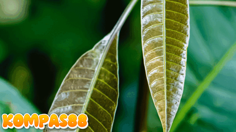Daun Mangga Muda: Kandungan Nutrisi hingga Cara Merebus untuk Manfaat Sehat
